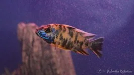 Aulonocara sp. Calico