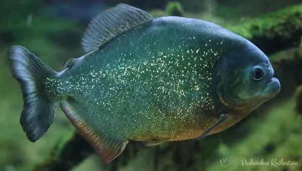 Pirania czerwona