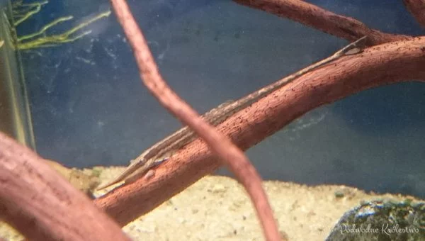 Farlowella acus