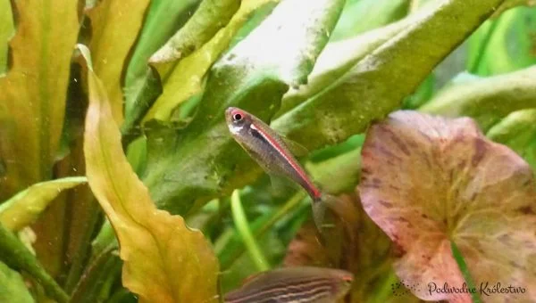 Hyphessobrycon amapaensis