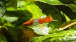 Mieczyki koi