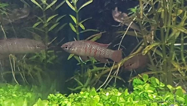 Badis bengalski