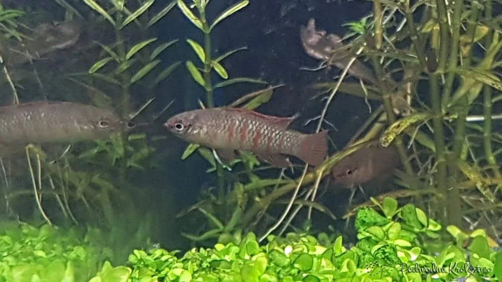 Badis bengalski