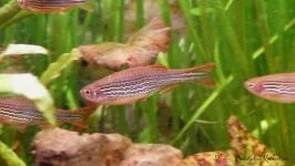 Danio birmański - Danio kyathit
