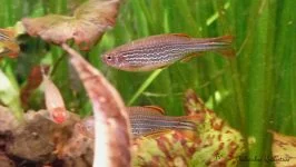Danio birmański - Danio kyathit