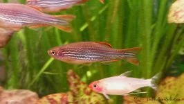 Danio birmański - Danio kyathit