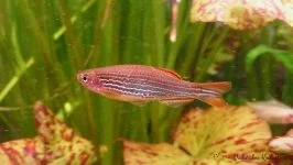 Danio birmański - Danio kyathit