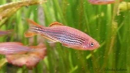 Danio birmański - Danio kyathit