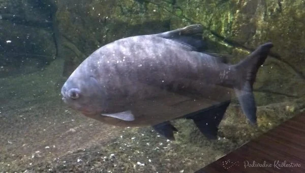 Paku czarnopłetwy, Paku czarny