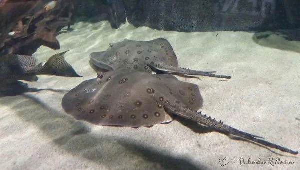 Płaszczka plamista - Potamotrygon motoro