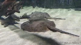 Potamotrygon motoro