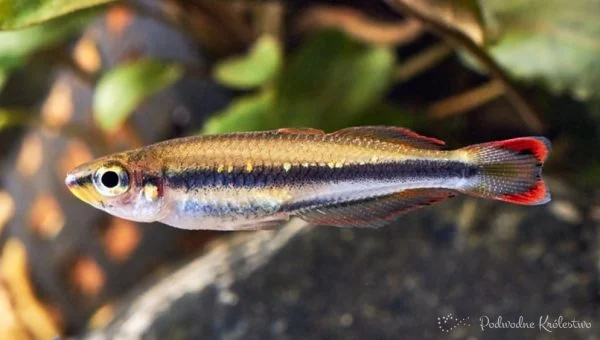 Bedocja madagaskarska