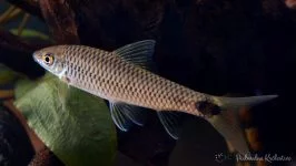Crossocheilus reticulatus