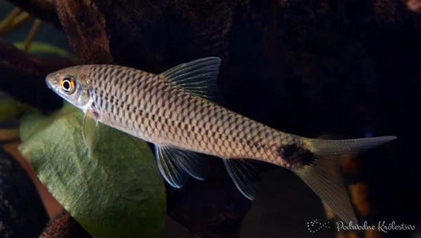 Crossocheilus reticulatus