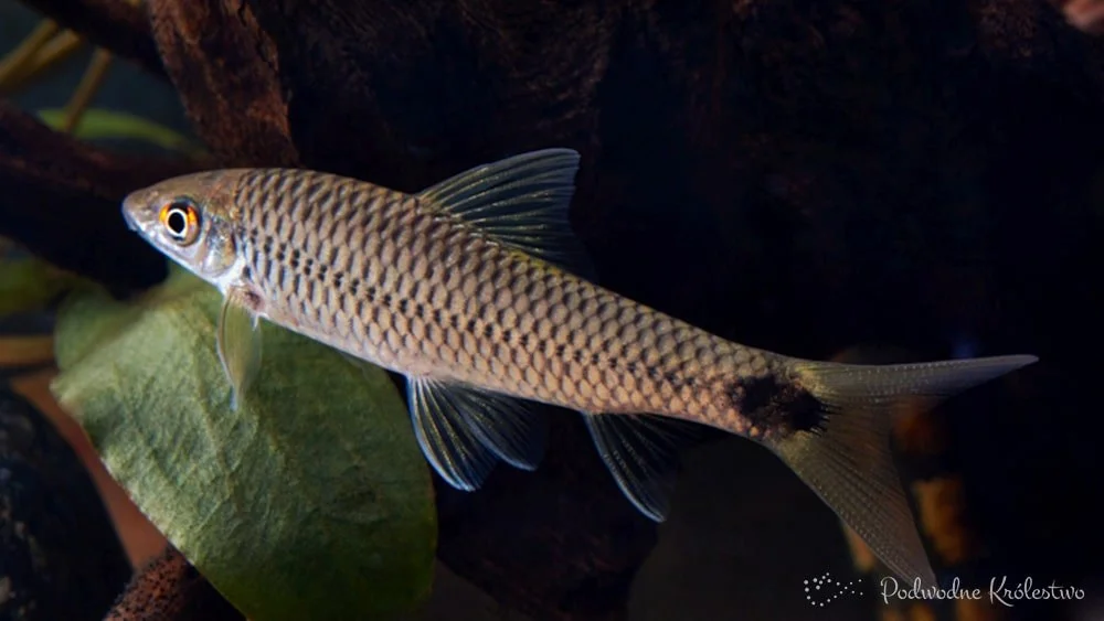 Crossocheilus reticulatus