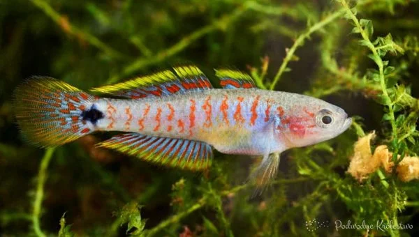 Głowaczyk barwny