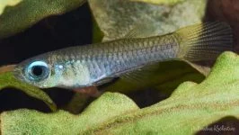 Szczupieńczyk niebieskooki, Lśniącooczka Normana