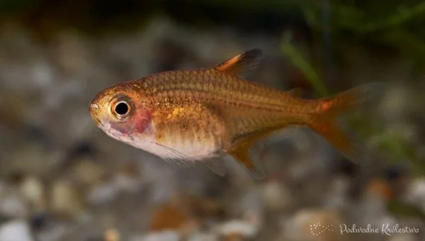 Bystrzyk Amandy,Hyphessobrycon Amandae