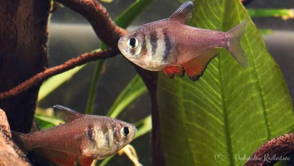 Tetra czerwona, Bystrzyk czerwony