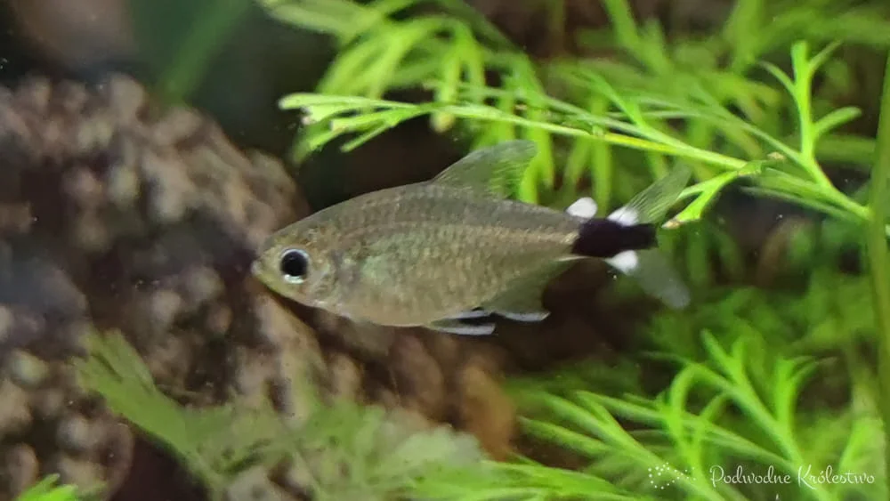 Hyphessobrycon elachys