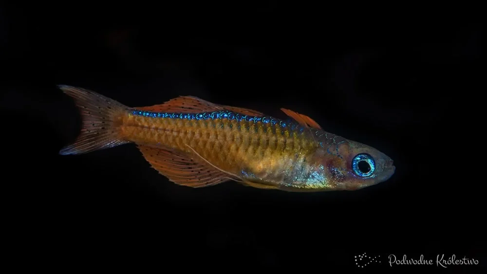 Pseudomugil luminatus