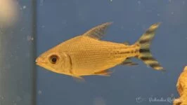 Leszczanka nakrapiana - Semaprochilodus taeniurus 3