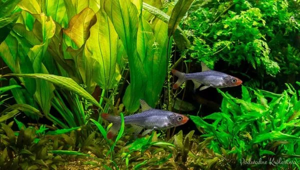 Sawbwa resplendens
