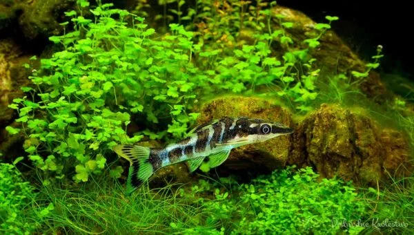Otocinclus cocama