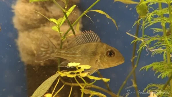 Ziemiojad “Red Head Tapajos”