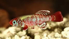 Nothobranchius eggersi