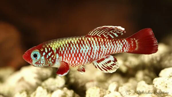 Nothobranchius eggersi
