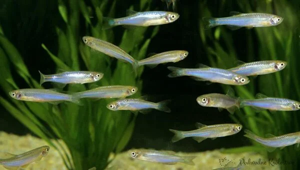Danio tęczowy