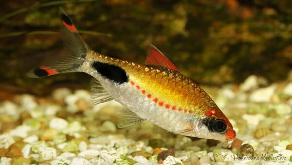 Mascara Barb