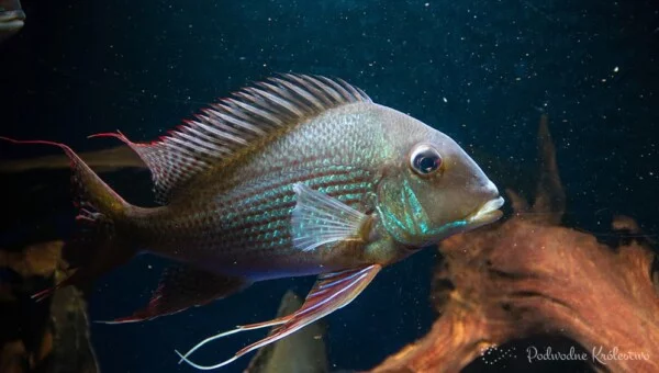 Geophagus altifrons