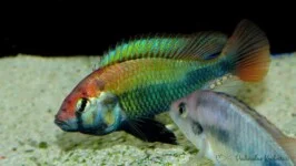 Haplochromis sp. Ruby Green