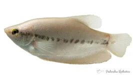 Gurami syjamski