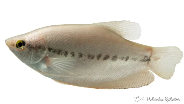Gurami syjamski