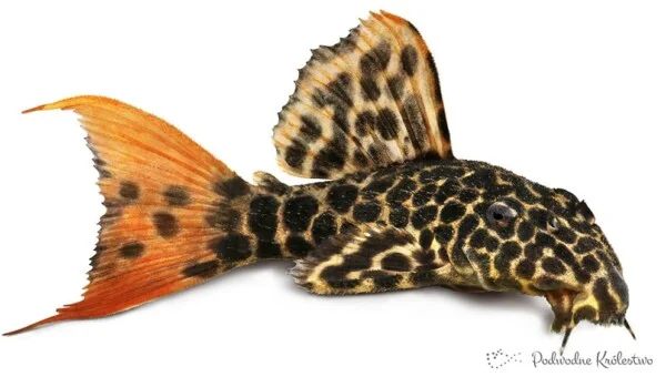 Zbrojnik L600 - Pseudacanthicus leopardus