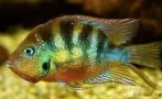 Thorichthys aureus
