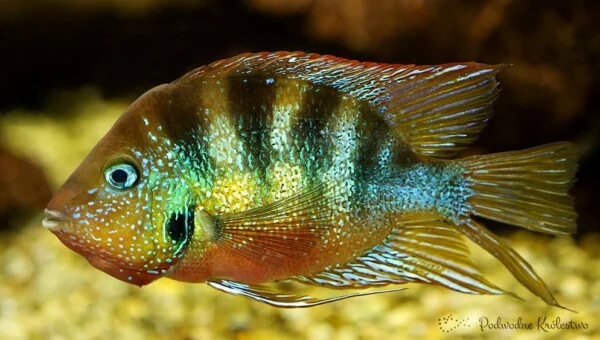 Thorichthys aureus